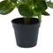 Green Plastic Traditional Artificial Foliage, 10" x 7" x 13"